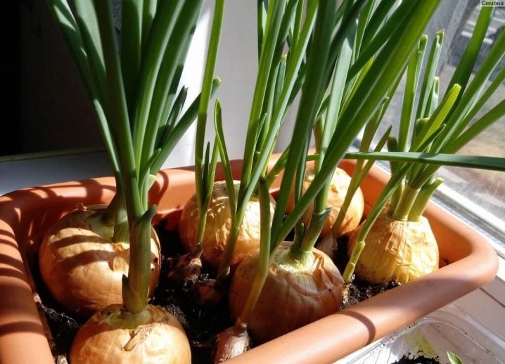 How to grow green onions on a windowsill?