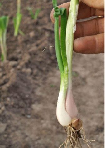 Growing onion-batun