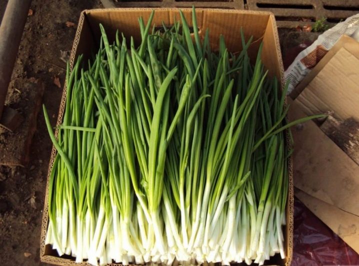 Growing onion-batun