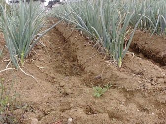 Planting onions in spring