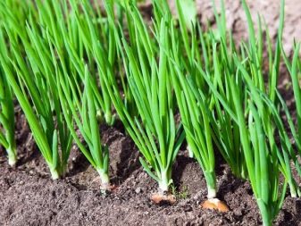 How to grow onions from sets?