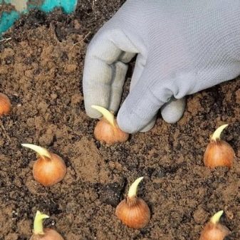 How to grow onions from sets?