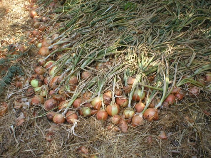 When to remove onion sets from the garden?