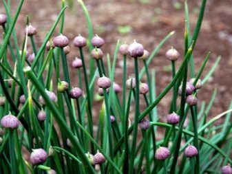 What is a wild onion and how to grow it?