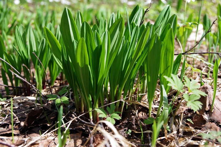 What is a wild onion and how to grow it?