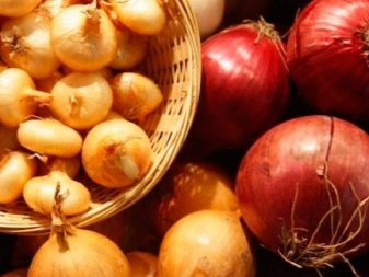 How and how to process onions before planting?