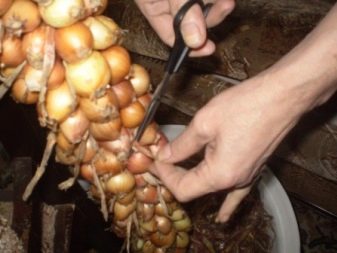 How and how to process onions before planting?