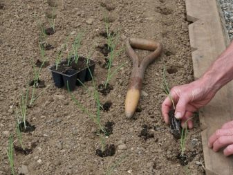Growing onions from seeds in one year through seedlings