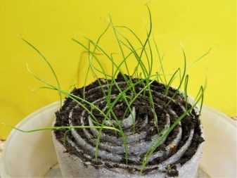 Growing onions from seeds in one year through seedlings