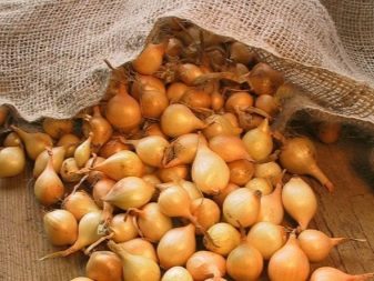 How to grow onions for greens?
