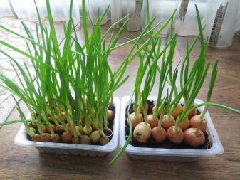 ¿Cómo plantar conjuntos de cebolla en casa?