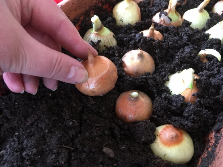 How to plant onion sets at home?
