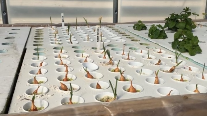 How to plant onion sets at home?