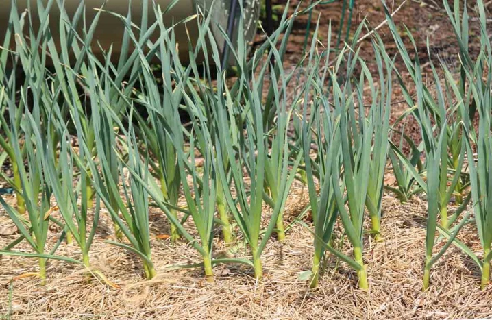 What to plant after onions?