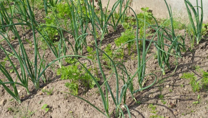 What can be planted next to onions?