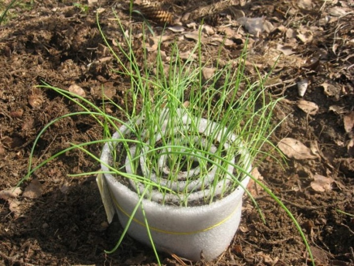 Features of growing black onions
