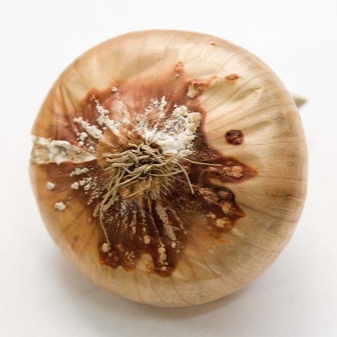 Features of growing shallots