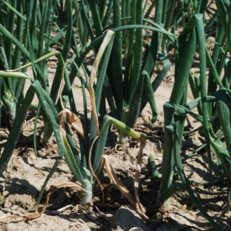 Features of growing shallots