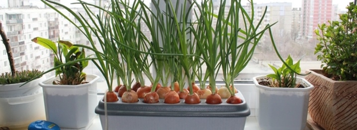 How to grow onions in water on a windowsill?