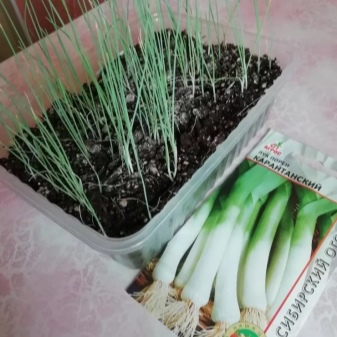Growing leeks from seeds