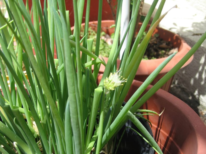 The nuances of growing onion-batun on the windowsill
