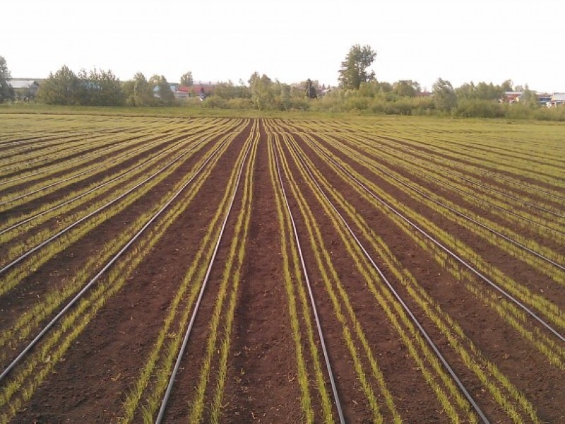 benefits of drip irrigation for onions