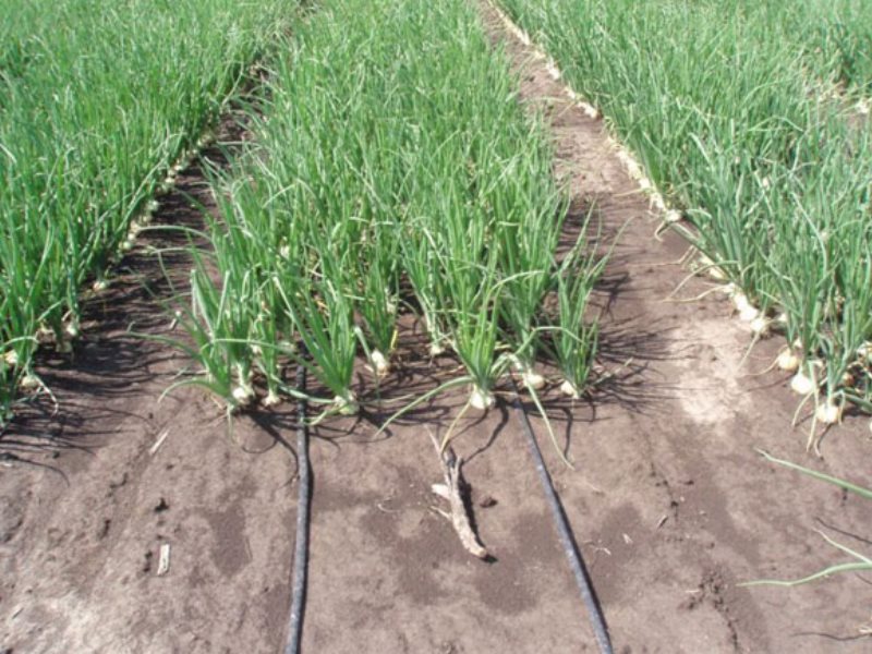 scheme for planting onions on drip irrigation