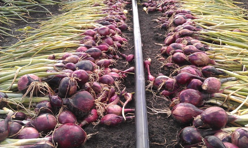 onion harvest on drip irrigation