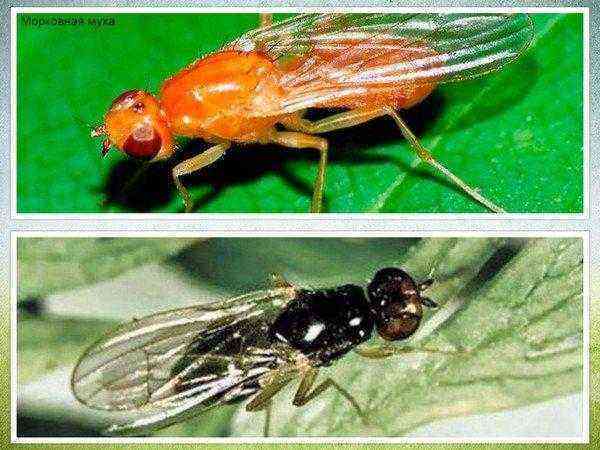 How to deal with carrot fly drugs and folk remedies
