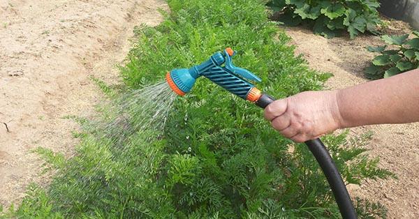 spraying carrots