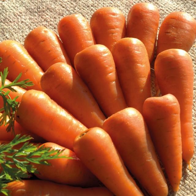carrot Royal
