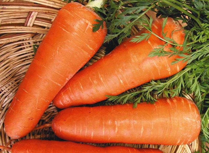 carrot Red core