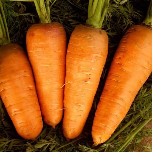 carrot Boltex