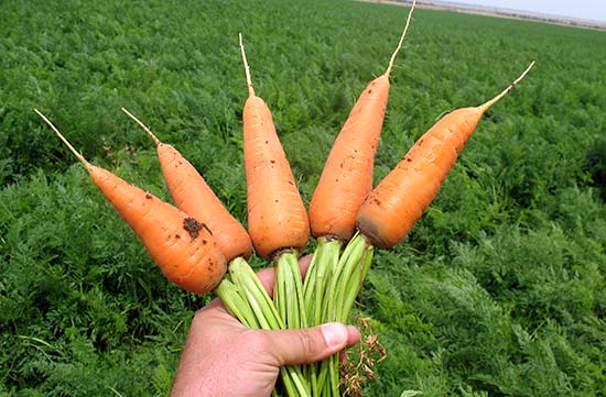 carrot Royal Chanson