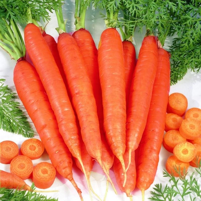 carrot Artek