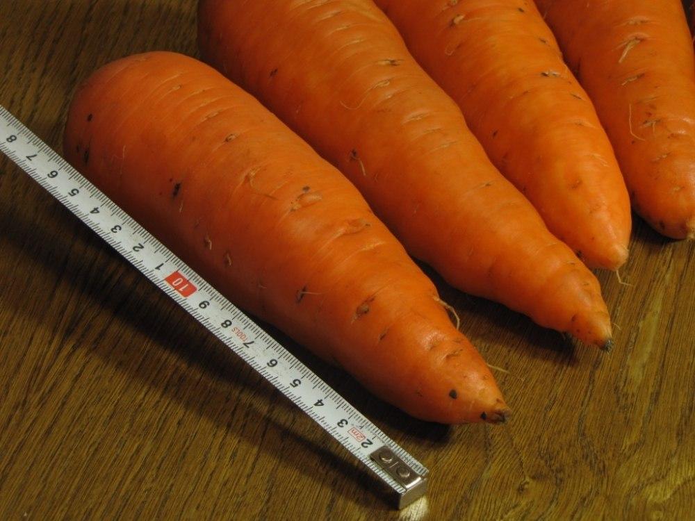 carrot Abaco
