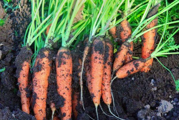 carrots with soil