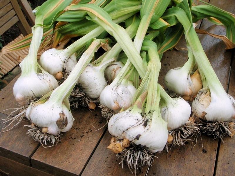 heads of garlic