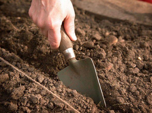 digging the soil