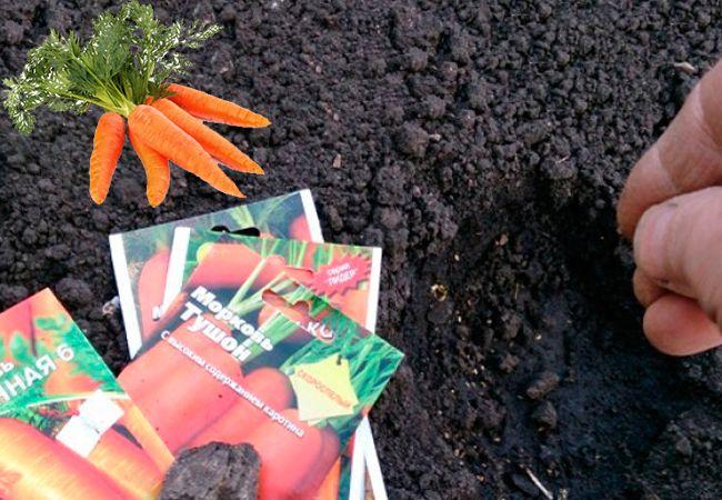 how to plant carrot seeds outdoors