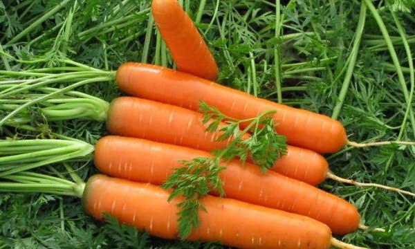 carrot cultivation