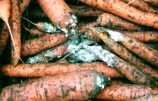 rot on carrots