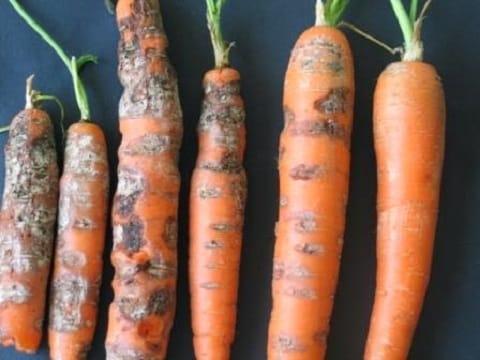 Cercosporosis of carrots