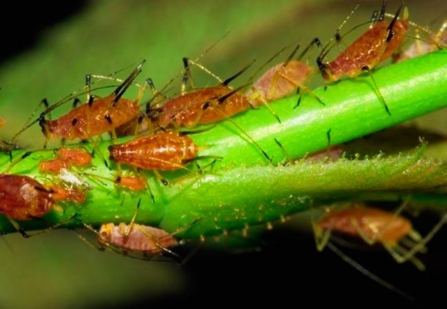 carrot aphid