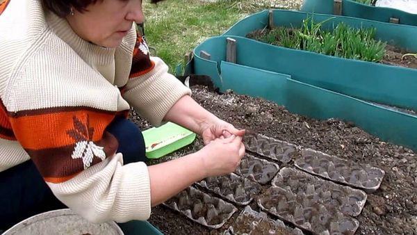 Seeding in trays