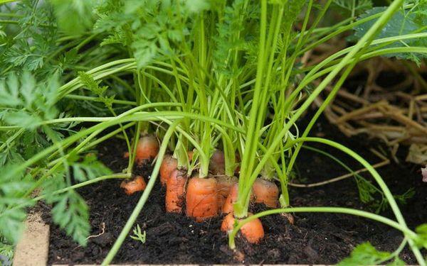 carrot cultivation