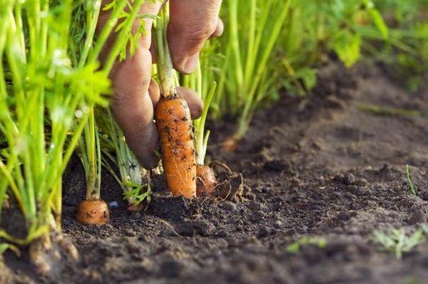 harvesting carrots