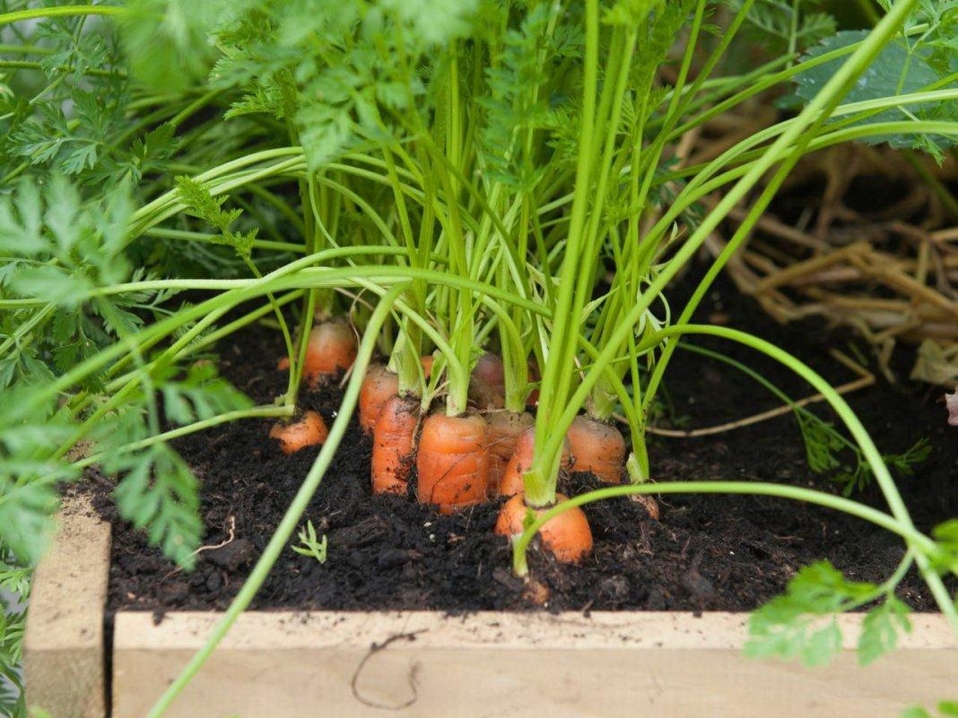 flower bed of carrots
