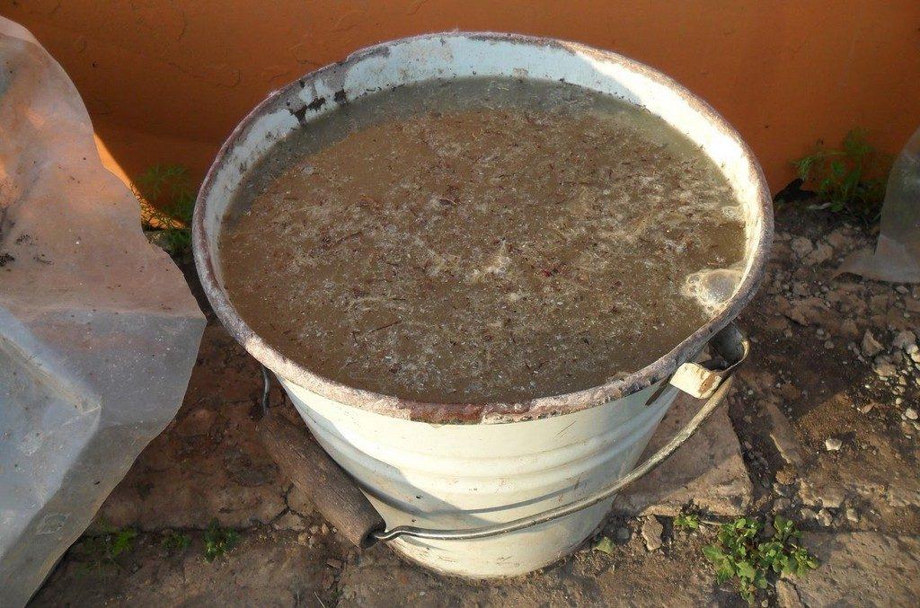 Diluted chicken manure