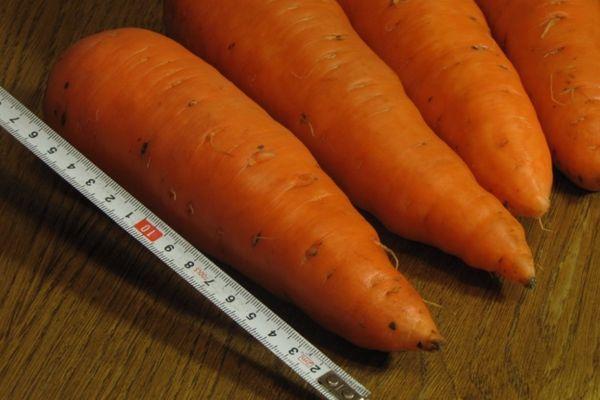 hybrid carrot